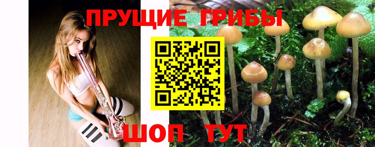 Галлюциногенные грибы Psilocybe Чистополь